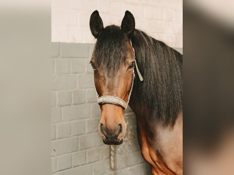 Other Breeds Mare 14 years 14,2 hh Brown in K&#xF6;ln