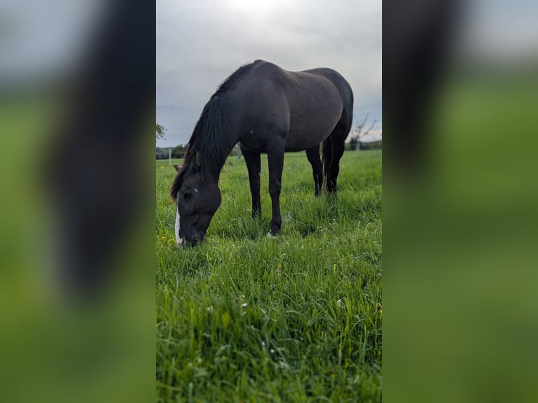 Other Breeds Mare 14 years 15.1 hh Black in Ellwangen (Jagst)