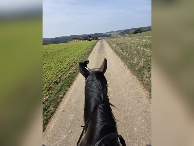 Other Breeds Mare 14 years 15.1 hh Black in Ellwangen (Jagst)
