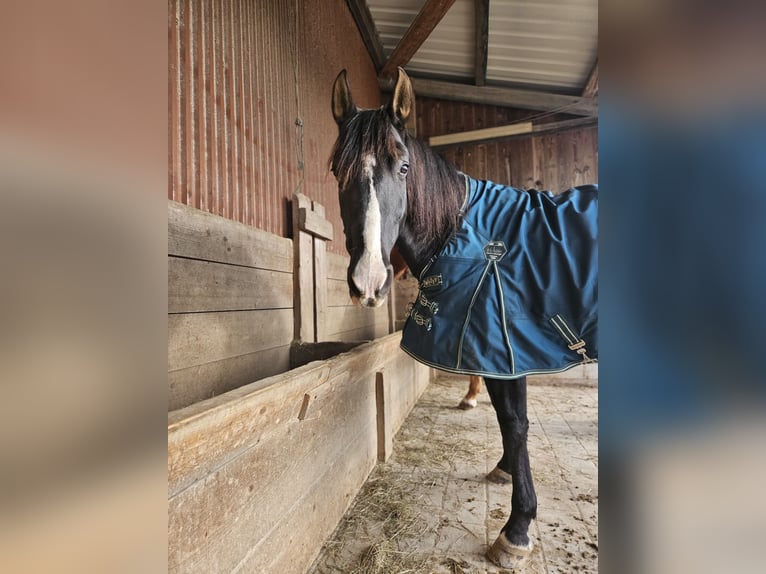 Other Breeds Mare 14 years 15.1 hh Black in Ellwangen (Jagst)