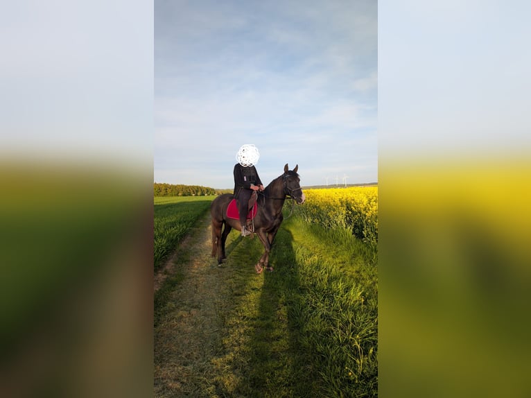Other Breeds Mare 14 years 15.1 hh Black in Ellwangen (Jagst)