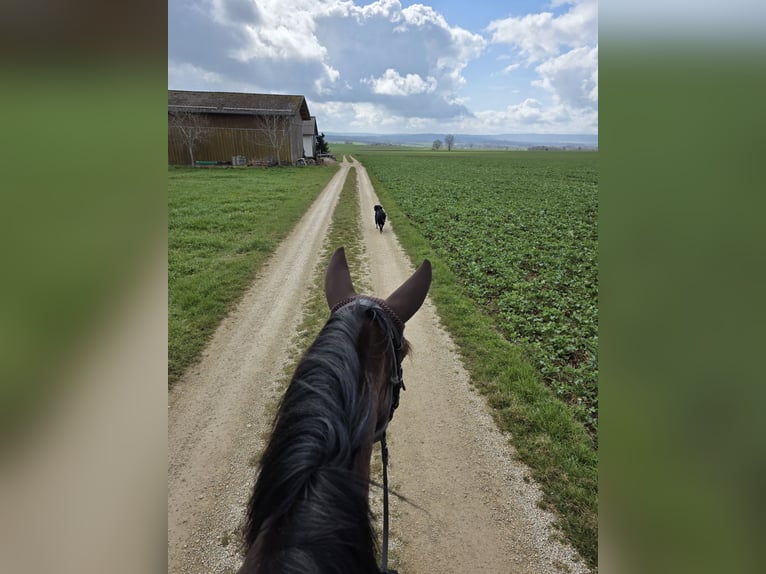 Other Breeds Mare 14 years 15.1 hh Black in Ellwangen (Jagst)