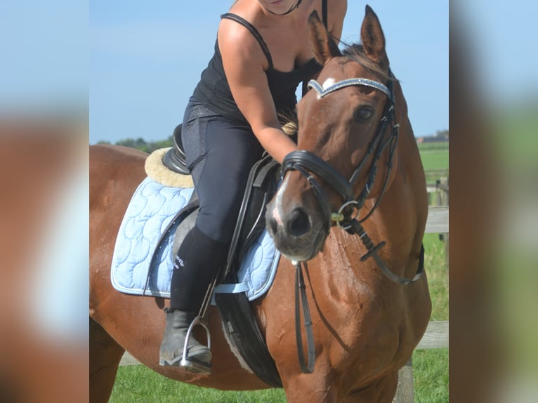 Other Breeds Mare 14 years 15,2 hh Brown in Breda