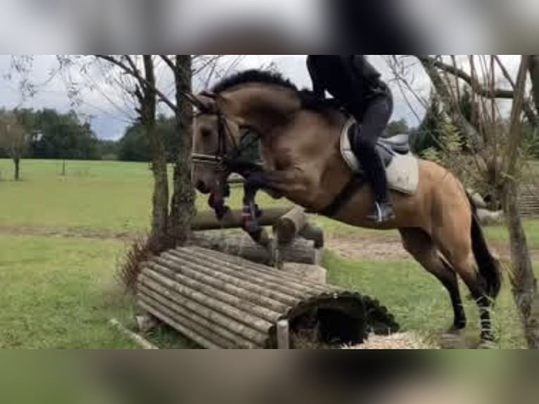 Other Breeds Mix Mare 14 years 15.2 hh Dun in Oldendorf