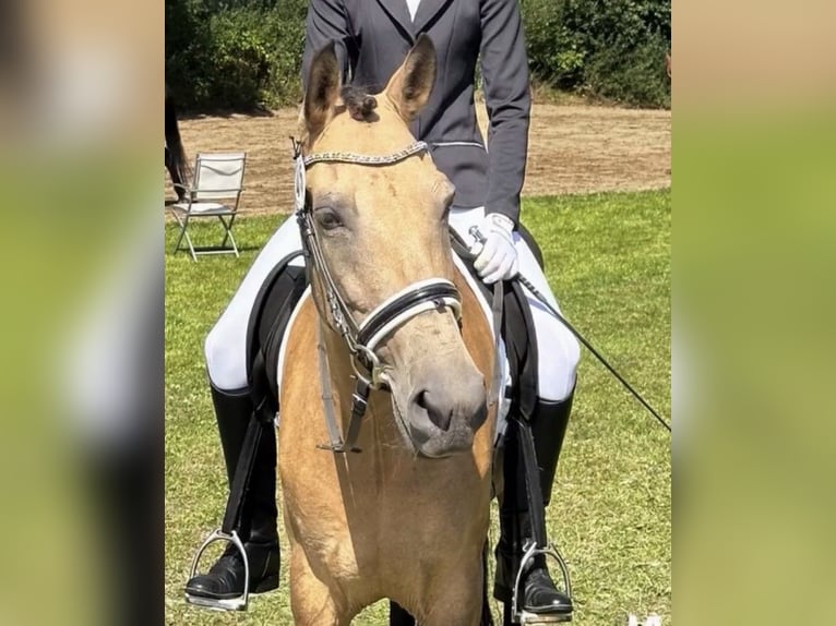 Other Breeds Mix Mare 14 years 15.2 hh Dun in Oldendorf