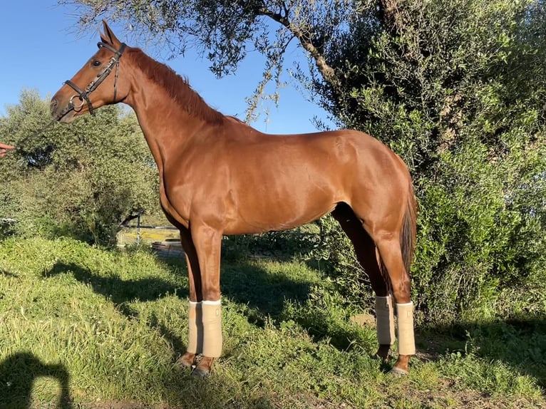 Other Breeds Mix Mare 14 years 15 hh Chestnut-Red in Rosalejo