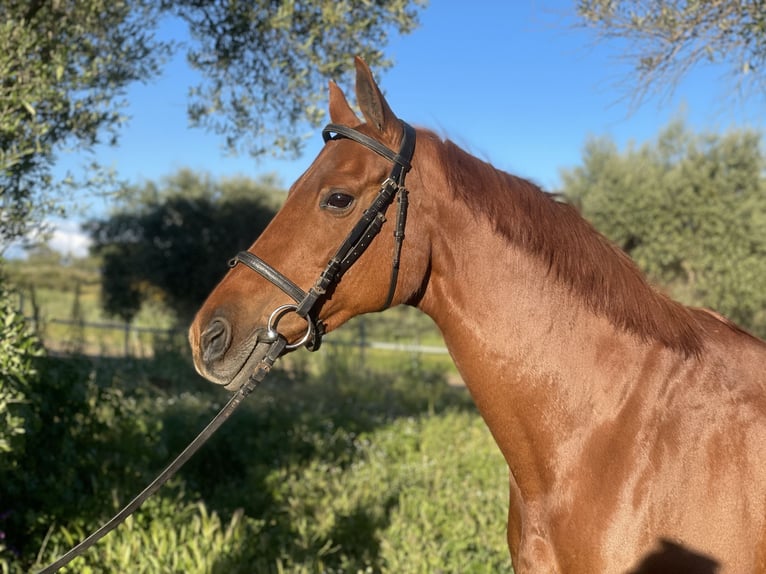 Other Breeds Mix Mare 14 years 15 hh Chestnut-Red in Rosalejo