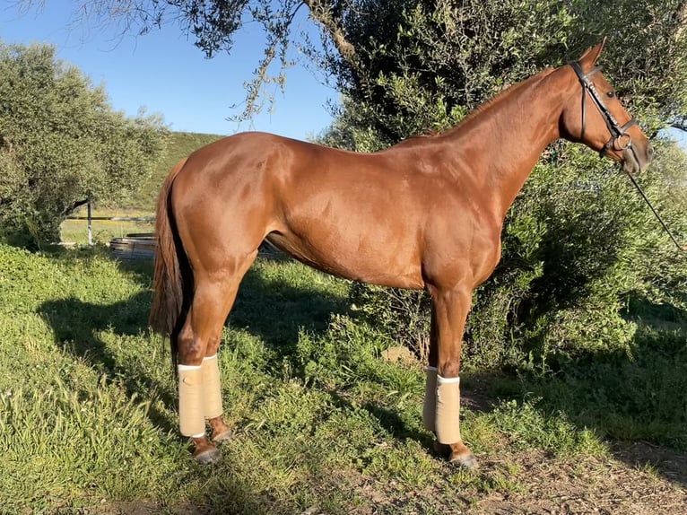 Other Breeds Mix Mare 14 years 15 hh Chestnut-Red in Rosalejo