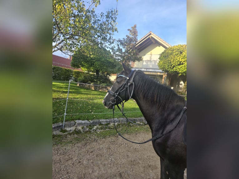 Other Breeds Mare 14 years 15,1 hh Black in Ellwangen (Jagst)
