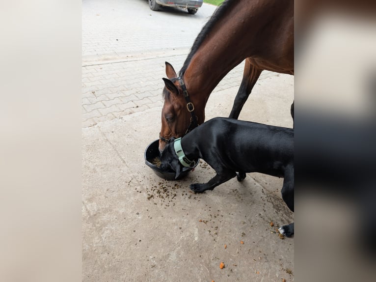 Other Breeds Mix Mare 14 years 15,1 hh Brown in Steinh&#xF6;ring