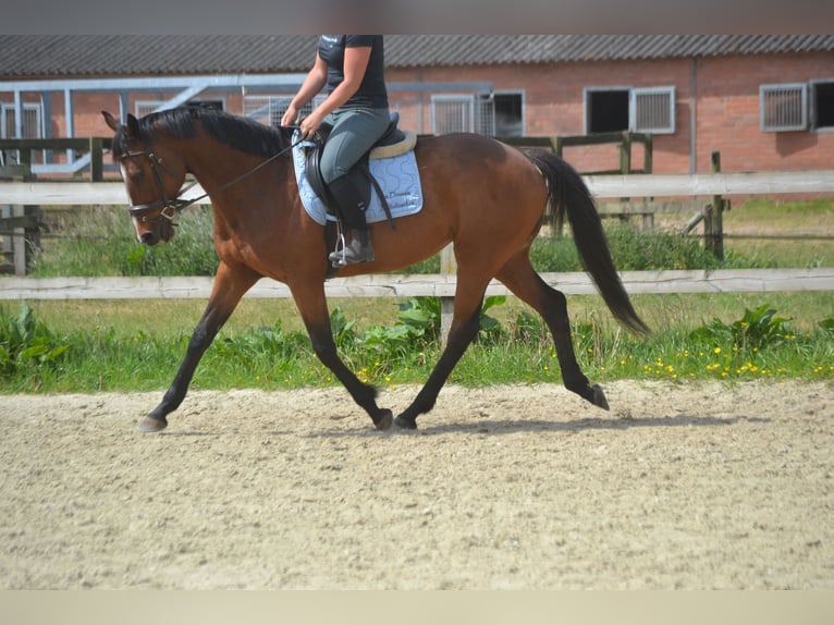 Other Breeds Mare 14 years 15,1 hh Brown in Breda