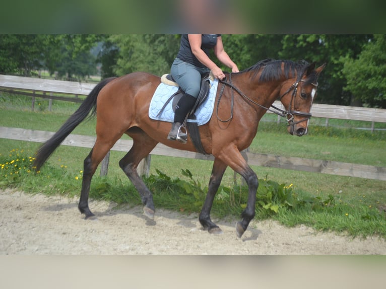 Other Breeds Mare 14 years 15,1 hh Brown in Breda