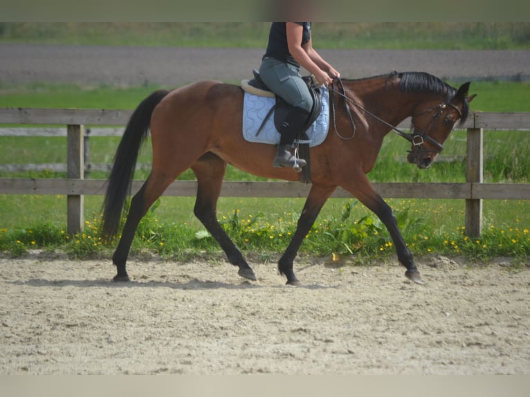 Other Breeds Mare 14 years 15,1 hh Brown in Breda
