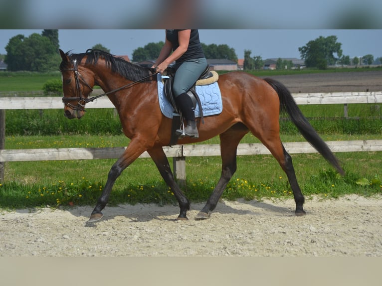Other Breeds Mare 14 years 15,1 hh Brown in Breda