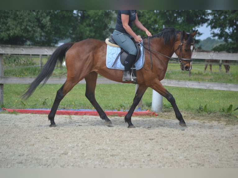 Other Breeds Mare 14 years 15,1 hh Brown in Breda