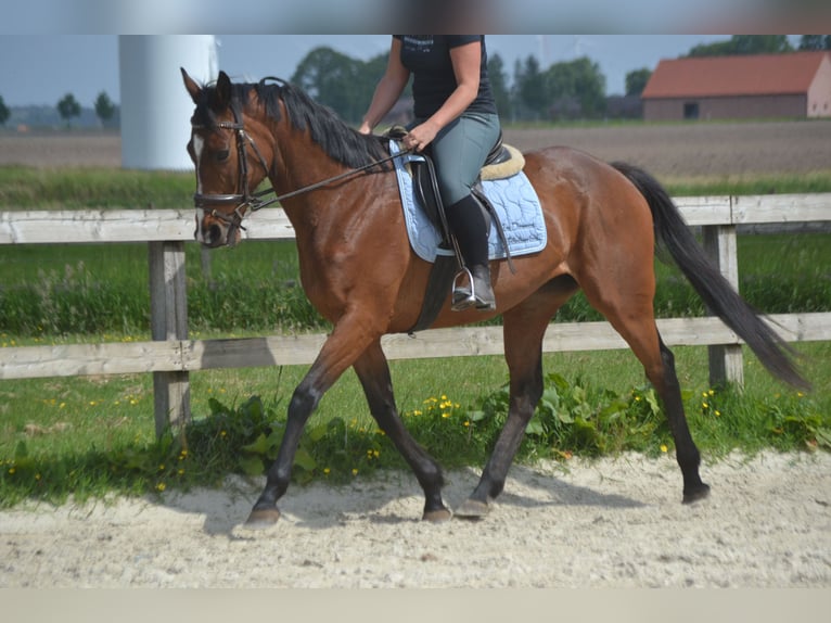 Other Breeds Mare 14 years 15,1 hh Brown in Breda