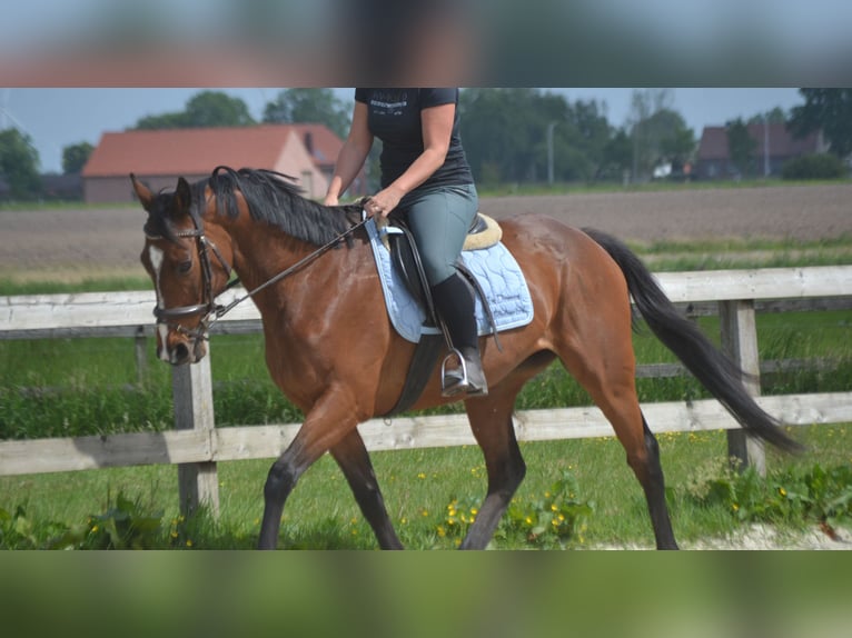 Other Breeds Mare 14 years 15,1 hh Brown in Breda