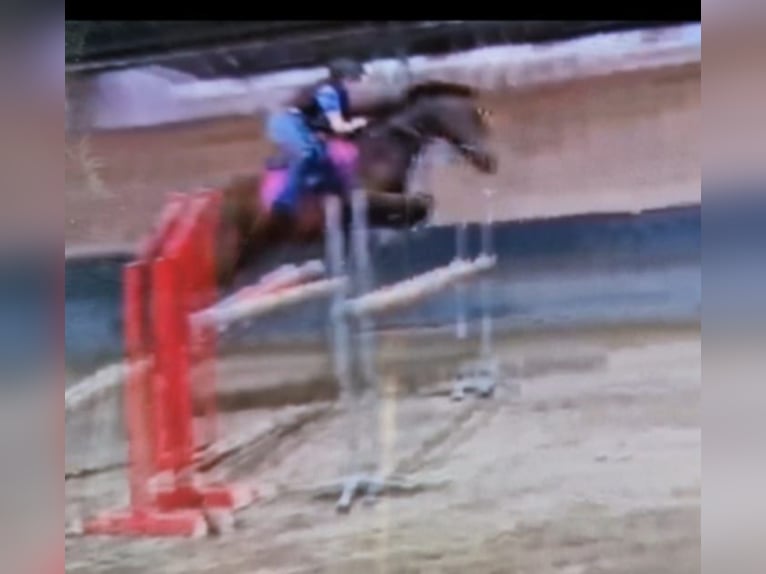 Other Breeds Mare 14 years 15,1 hh Brown in Breda
