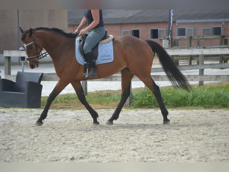 Other Breeds Mare 14 years 15,1 hh Brown in Breda