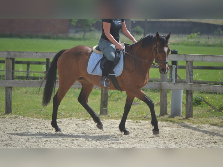 Other Breeds Mare 14 years 15,1 hh Brown in Breda