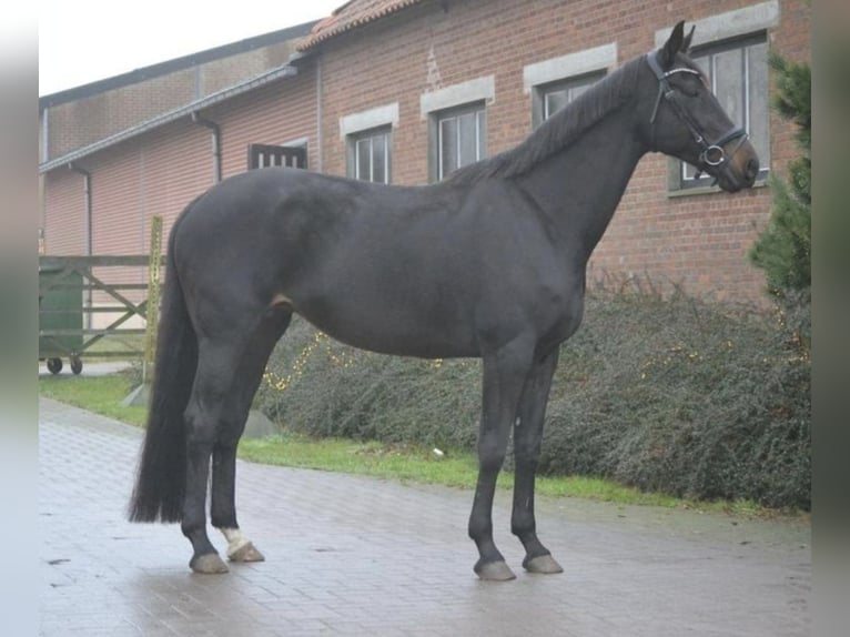 Other Breeds Mare 14 years 16,1 hh Black in Breda