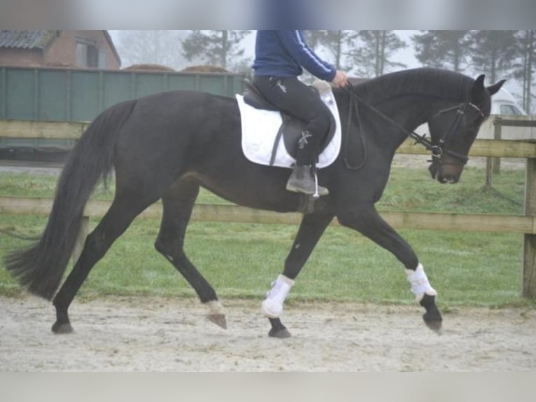 Other Breeds Mare 14 years 16,1 hh Black in Breda