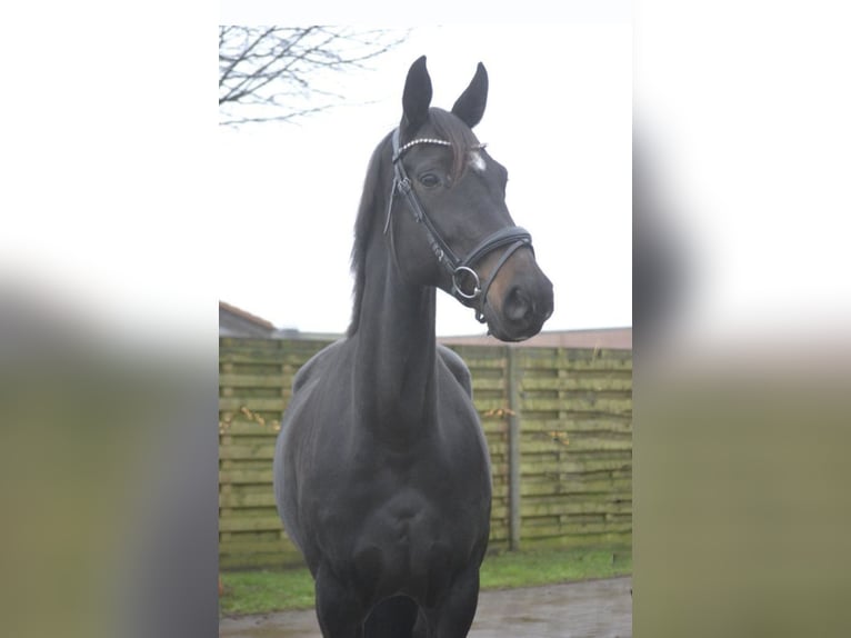 Other Breeds Mare 14 years 16,1 hh Black in Breda