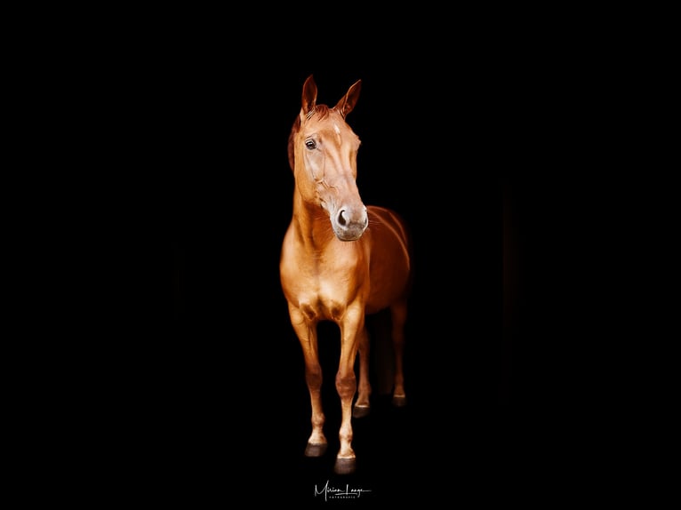 Other Breeds Mare 14 years 16,1 hh Chestnut-Red in Jessen (Elster)