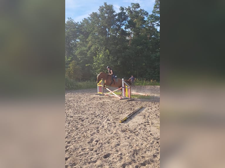 Other Breeds Mare 14 years 16,1 hh Chestnut-Red in Jessen (Elster)