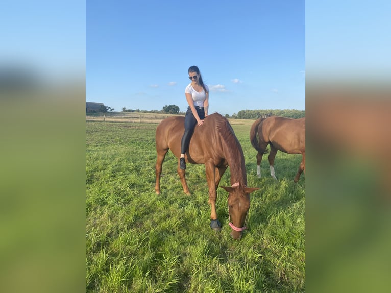 Other Breeds Mare 14 years 16,1 hh Chestnut-Red in Jessen (Elster)