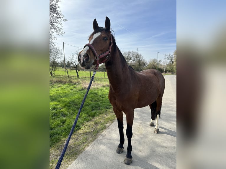 Other Breeds Mare 14 years 16 hh Brown in Lahnstein