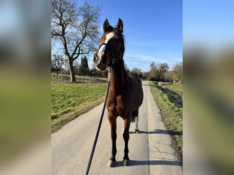 Other Breeds Mare 14 years 16 hh Brown in Lahnstein