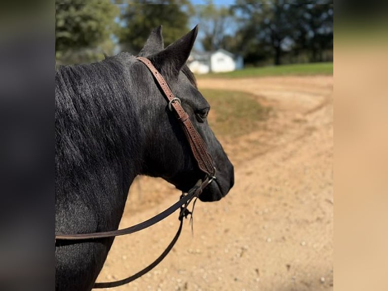 Other Breeds Mare 14 years Black in Carnesville