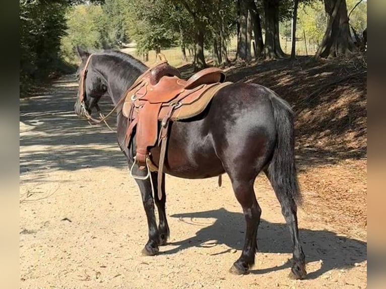 Other Breeds Mare 14 years Black in Carnesville