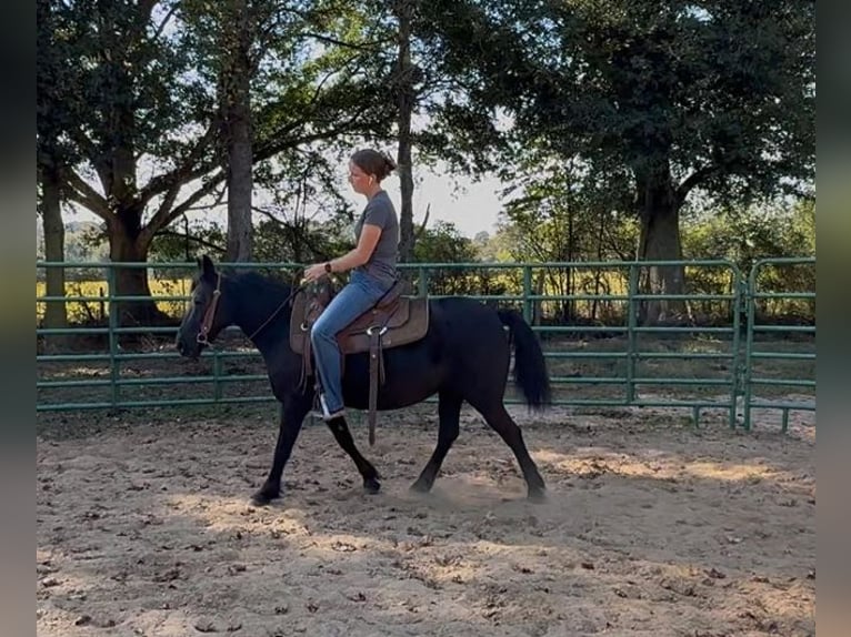 Other Breeds Mare 14 years Black in Carnesville