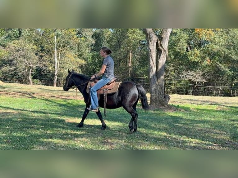 Other Breeds Mare 14 years Black in Carnesville