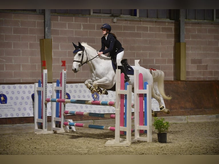 Other Breeds Mare 14 years in fiume veneto