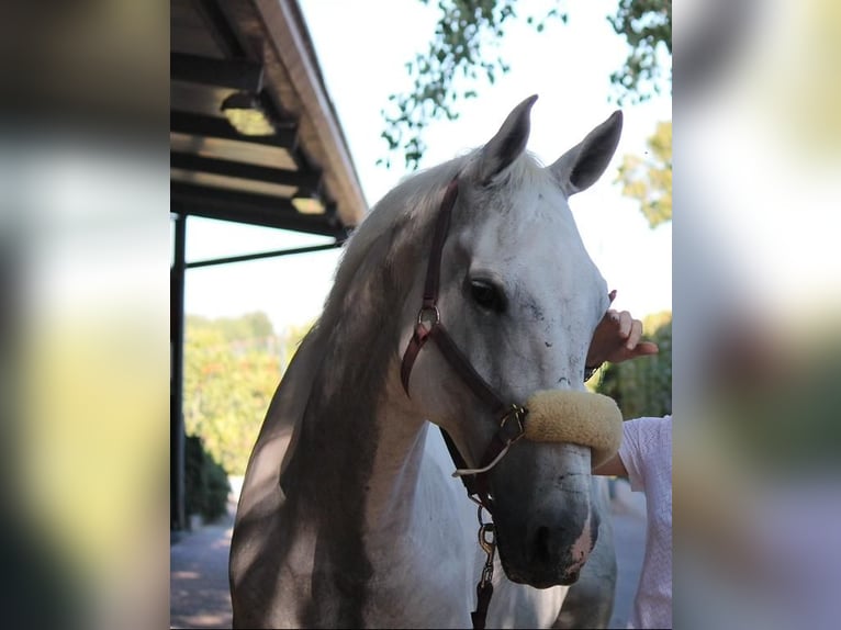 Other Breeds Mare 14 years in fiume veneto