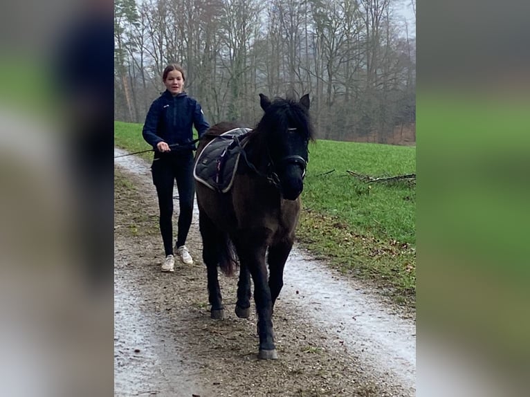 Other Breeds Mare 15 years 12,3 hh Black in Frauenfeld
