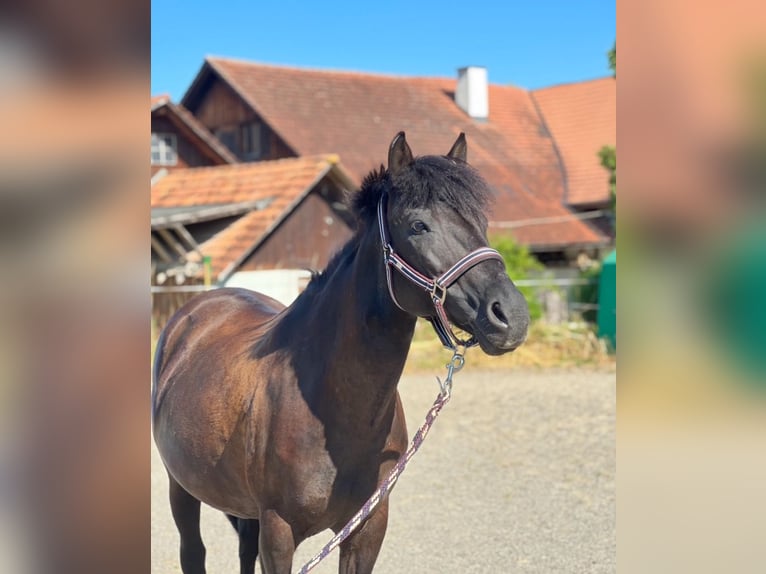 Other Breeds Mare 15 years 12,3 hh Black in Frauenfeld