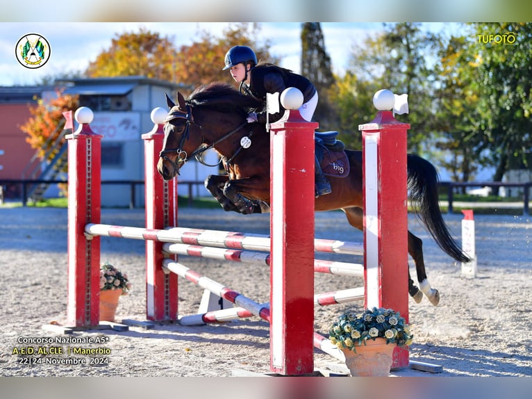 Other Breeds Mare 15 years 14,1 hh Brown in mirano