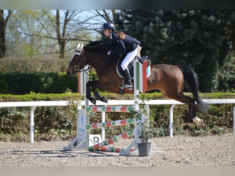 Other Breeds Mare 15 years 14,1 hh Brown in mirano