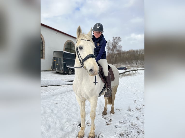 Other Breeds Mare 15 years 14,2 hh Gray in Rudnica