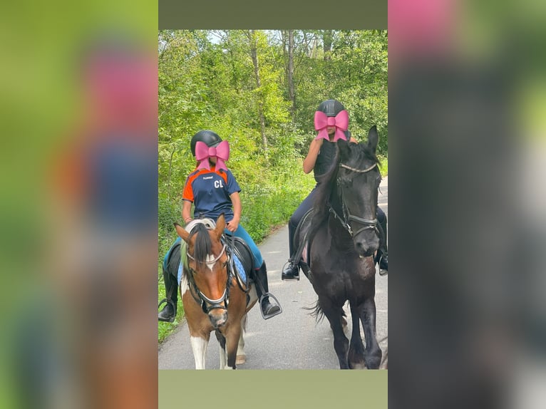 Other Breeds Mare 15 years 14,2 hh Tobiano-all-colors in Achtmaal