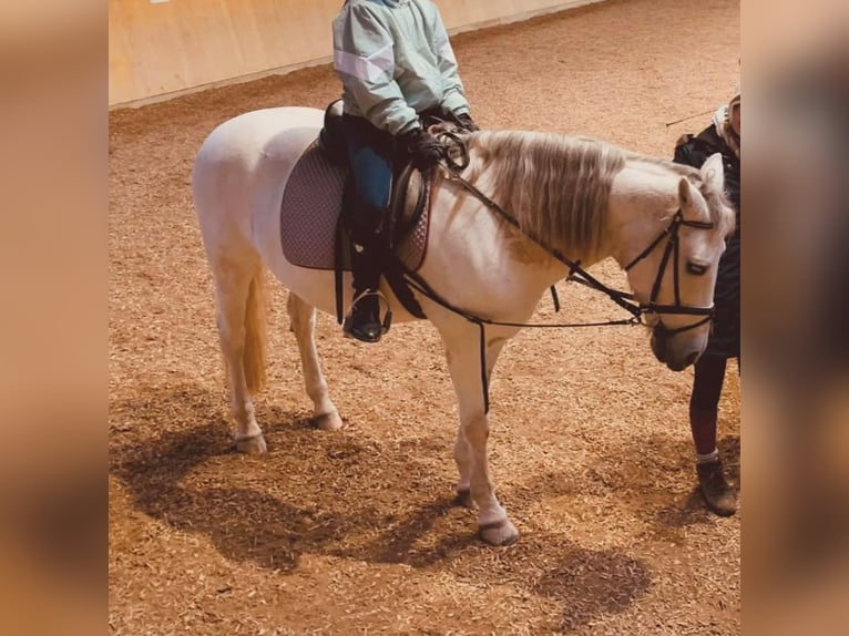 Other Breeds Mare 15 years 14,3 hh Gray in Neuburg an der Donau