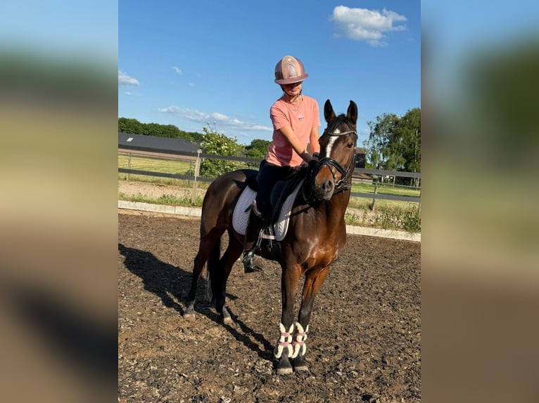 Other Breeds Mare 15 years 14,1 hh Brown in Nijmegen