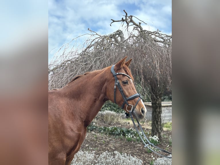 Other Breeds Mare 15 years 15,1 hh Chestnut-Red in Iggingen