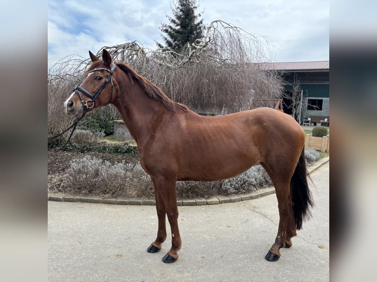 Other Breeds Mare 15 years 15,1 hh Chestnut-Red in Iggingen