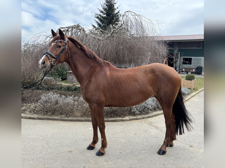 Other Breeds Mare 15 years 15,1 hh Chestnut-Red in Iggingen