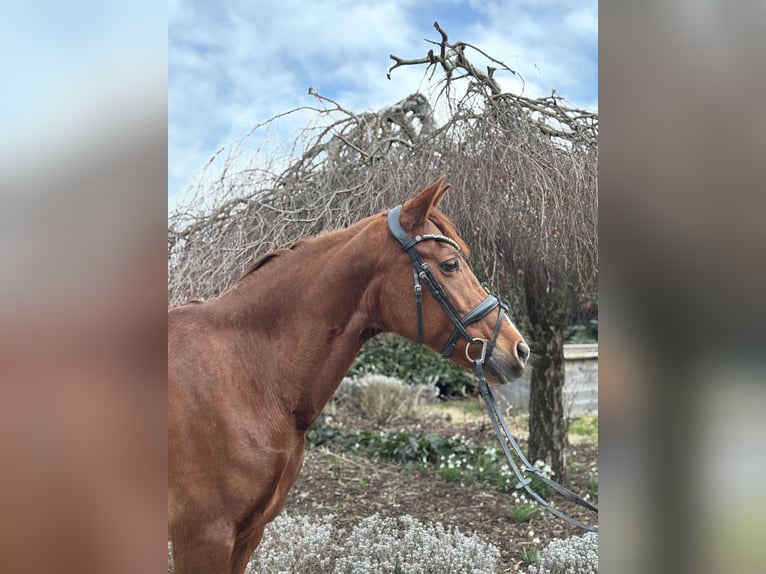 Other Breeds Mare 15 years 15,1 hh Chestnut-Red in Iggingen